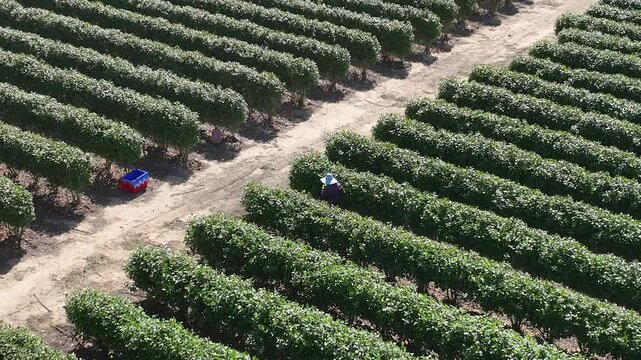Aerial drone view of agricultural workers harvesting grapes in a vineyard (Gat) in Israel. Wide farmland landscape showing manual labor, crop rows, and rural activity during harvest season, khat,