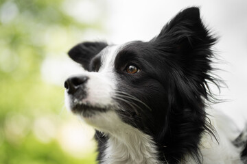 Border collie gazing thoughtfully in a serene outdoor setting with lush greenery