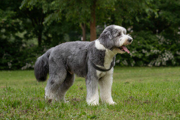Playful Bearded Collie enjoys a sunny day in the park with lush greenery and cheerful atmosphere surrounding it