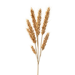 Delicate golden grasses arranged beautifully, perfect for adding a touch of nature to any decor or design project.