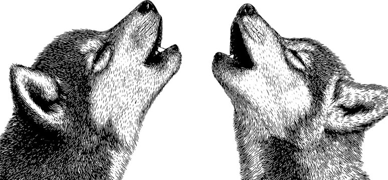 Engraved illustration of wolf pups howling in harmony - concept and nature theme for wildlife art
