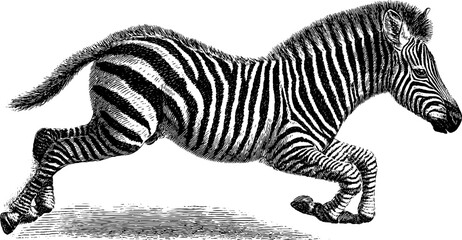 Engraved zebra foal in motion - wildlife art for animal-lovers and nature enthusiasts