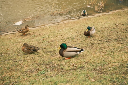 Group of wild mallard ducks (Anas platyrhynchos) walking and resting on a grassy riverbank during late autumn or early spring. Males with glossy green heads and females in mottled brown plumage. - Powered by Adobe