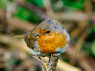 robin on a branch