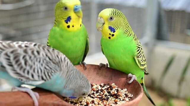 Parrots eat food in the morning. Raising parrots in Thailand