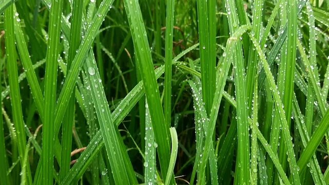 Vbrant close-up of fresh green grass glistening with morning dew. Numerous raindrops of water lie on the slender blades, creating a refreshing and natural background of summer rainy day by the river