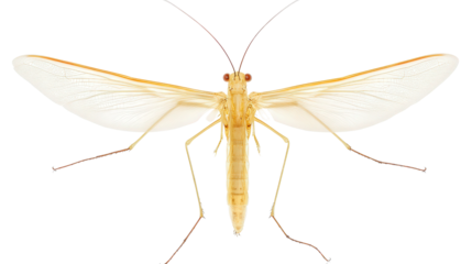 Camel cricket with long antennae Transparent background, PNG file