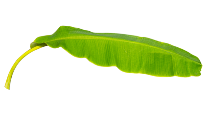 Tropical banana leaf isolated on white background
