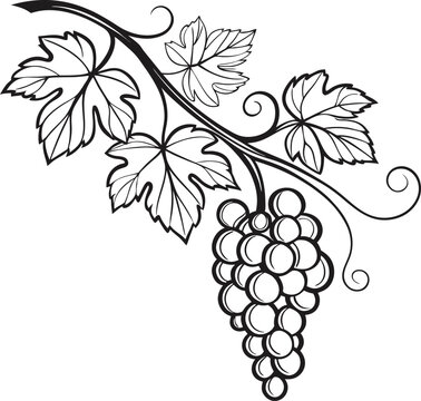 Bunch of ripe green grapes with leaves on a vine, vector illustration for wine and nature designs