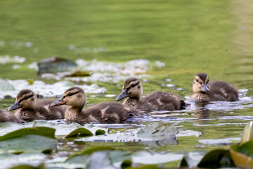 a group of cute ducklings swim in a pond