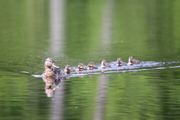a female duck with its ducklings swim in a pond