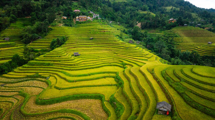 An aerial view of vibrant golden rice terraces curving across the hills, with small traditional huts nestled in between, showcasing the harmony between agriculture and nature in a lush landscape.