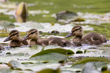 a group of cute ducklings swim in a pond