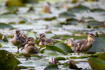 a group of cute ducklings swim in a pond