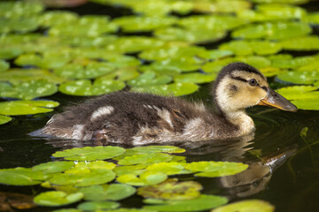 a duckling swims in a pond