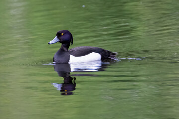 a tufted duck swims in a pond