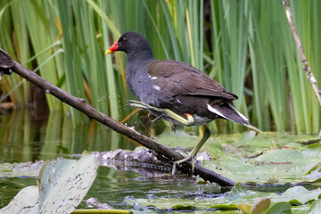 a moorhen stands on a branch in a pond