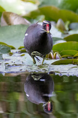 moorhen with a dragonfly in its beak
