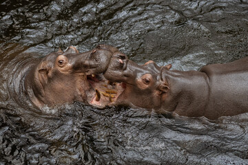 Two wild hippos interacting aggressively in muddy river water in natural environment, showing open...