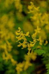 fern leaf in the forest