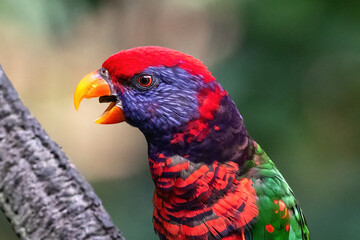 Colorful lorikeet in Hong Kong. Perched on branch, looking sideways, mouth open, tongue visible. 
