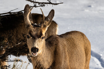 Male Kaibab deer (mule deer) (Odocoileus hemionus) with antlers in Grand Canyon National Park, Arizona. Snow in background. 
