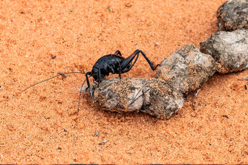 Closeup of sand treader cricket (Utabaenetes tanneri) on red sand, near Page, Arizona. 
