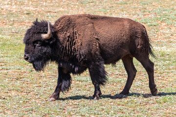 American plains bison (Bison bison) walking across a grassy meadow on the Grand Canyon's North Rim.
