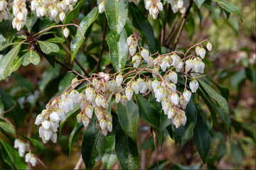 Japanese andromeda also called Japanese pieris (Pieris japonica). Closeup of delicate white blossoms. In Nara, Japan
