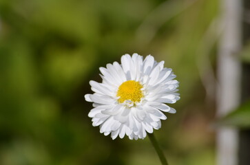 Common Daisy Bellis. A perennial herbaceous plant of the Asteraceae family. The inflorescence is medium-sized with long white-pink petals and a yellow core. The petals are arranged in several layers.
