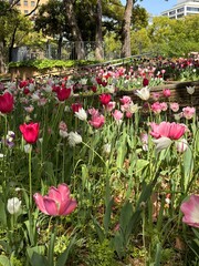 Obraz premium tulips in the garden