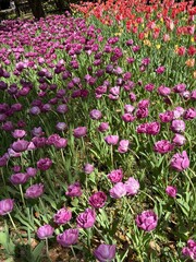 pink and white tulips