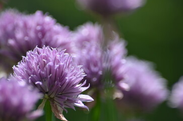Purple flowers on thin green stems. Chives grow in small colonies in a flowerbed. Light purple...