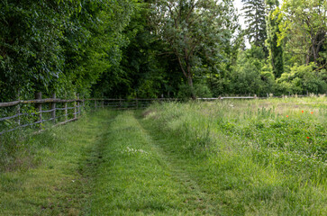 Obraz premium Country road alongside a wooden horse pasture fence. Wild grasses, bushes, and summer vegetation under warm rural sunlight. Peaceful countryside path
