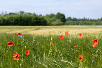 A vibrant group of red poppies and blue cornflowers in a rye field. In the distance, a golden field and green forest under summer sky. Wild and rural beauty