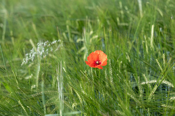Lonely poppy in front of tall rye stems, soft light and golden rural tones in background. Summer countryside atmosphere