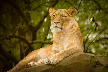 L&ouml;win auf Felsen