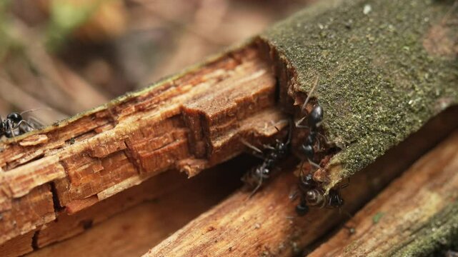 Ants work and crawl on a wooden branch as a daily routine. Colony of insects ants. Black ant macro in the wild