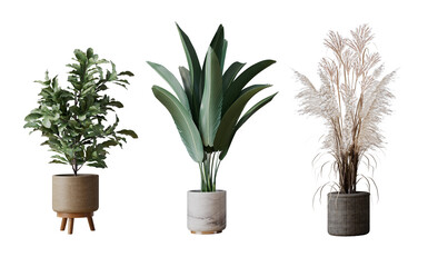 3 vases with plants isolated PNG. 3d rendering