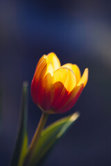 Fototapeta premium A vibrant tulip stands tall, showcasing its delicate petals