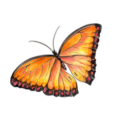 butterfly on white background