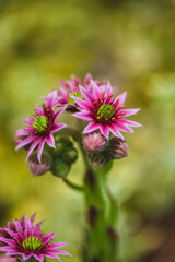 Obraz premium Beautiful macro photo of flower.