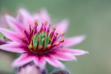 Obraz premium Beautiful macro photo of flower.