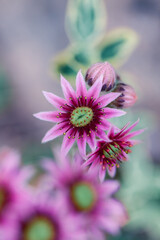 Obraz premium Beautiful macro photo of flower.