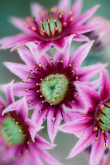 Beautiful macro photo of flower.