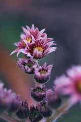 Delicate pink flowers showcase their beauty in a peaceful garden.