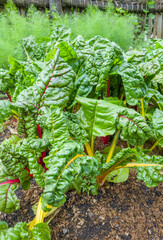 Mangold in einem Gemüsegarten, Meran, Südtirol, Italien, Europa