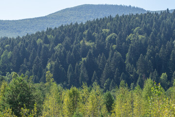 Smereka plant. Mountains ranges Carpathian. Hill forest trees in summer. Nature outdoor summer green