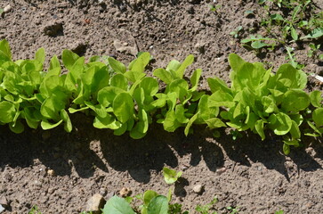 Young shoots of plants. The seeds of a cultivated plant, lettuce, have sprouted in the garden. They have wide green stems and leaves with a rounded top. Fresh vegetables and greens in the garden.
