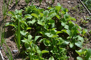Young shoots of plants. The seeds of a cultivated plant, radish, have sprouted in the garden. They have wide green stems and rounded leaves. Fresh vegetables and greens in the garden.